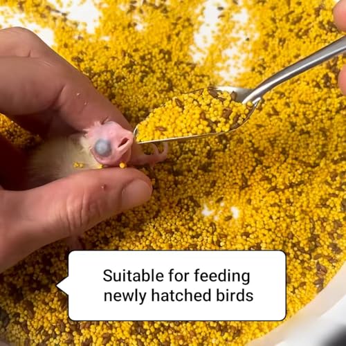 6 Pcs Stainless Steel Bird Feeding Spoon - Narrow Tip for Baby Birds Young Pet Birds, Parrot Milk Spoon Fit Finch Canary Cockatiel Hand Feeding,Spoons for Feeding Nestlings/Hatchlings