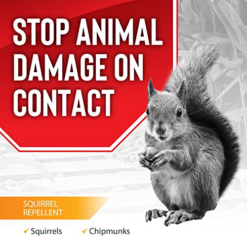 Squirrel Stopper Repellent Spray - Chipmunk & Squirrel Deterrent for Bird Feeders, Garden & Homes - Weather-Resistant Formula - Scent, Taste & Touch Barrier - Safe Around Kids & Pets - 1 Gallon - size: 128 Fl Oz (Pack of 1)