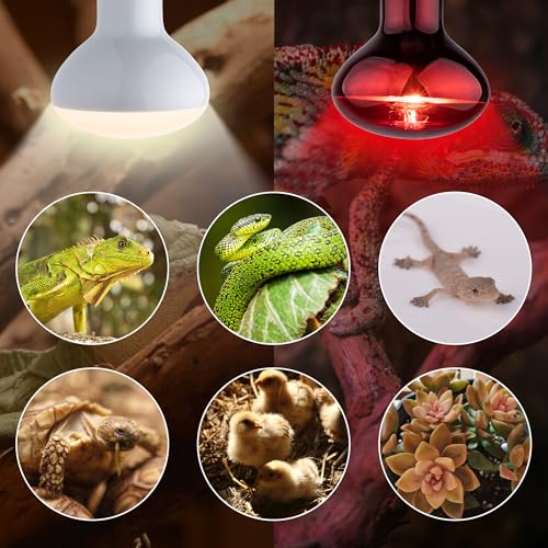Heat lamp Bulbs Day & Night Combo, 100 Watt UVA Daylight Basking Spot Light and Red Infrared Heating Light for Bearded Dragon, Turtle, Lizard, Snake, Tortoise, Chameleon, Amphibians - 2 Pack - size: Red + White