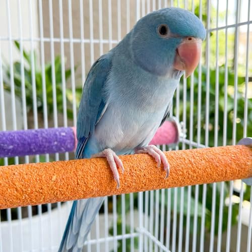 10 PCS Parrot Perch Stand Toy - Colorful 7.9 Inch Natural Wood Paw Grinding Stick for Medium Birds, Cage Accessories for Parakeets, Cockatiels, Lovebirds & Conures