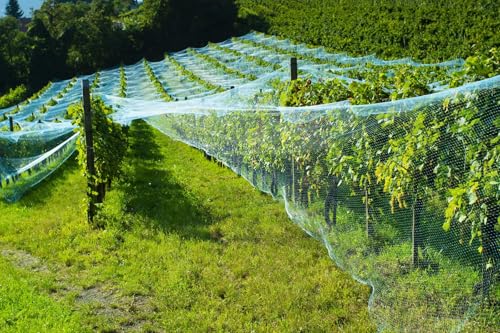 13Ft x 33Ft Anti Bird Netting Protection Mesh Garden Netting Seedlings Plants Flowers Fruit Trees Vegetables from Rodents Deer Reusable Fencing, Green - color: Green