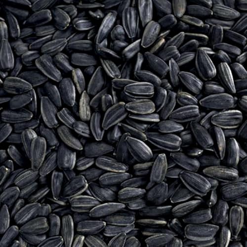 Happy Wings 15 LB Black Oil Sunflower Seeds Bird Food, No Waste Bird Seed - size: 15 Pound (Pack of 1)