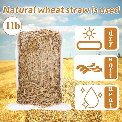 WNJ Natural Wheat Straw - 1 LB Dry Straw, Soft 100% Natural Straw Bale for Animal Bedding, Garden Mulch, Compost & Stray Cats Dogs Poultry, and Grass Cover