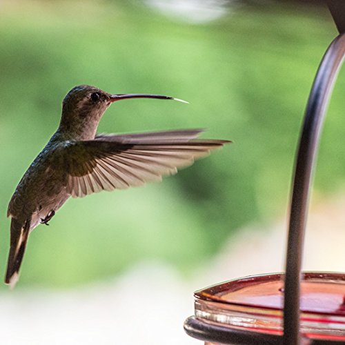 Mosaic Birds Hummble Slim Hummingbird Feeder, M045-301, 3.4 Ounce Capacity, Clear, 1 Piece