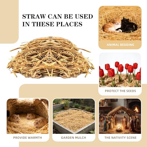 WNJ Natural Wheat Straw - 1 LB Dry Straw, Soft 100% Natural Straw Bale for Animal Bedding, Garden Mulch, Compost & Stray Cats Dogs Poultry, and Grass Cover