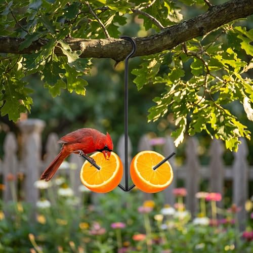 Premium Oriole Feeder for Outdoors & Indoor Plant Accessories, Black Metal Fruit Holder Dual-Prong Hanger Hook for Garden Birding, Air Plants Display, Patio Decor