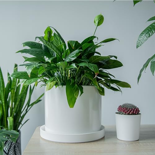 Phoenix Vine 12 Inch Plastic Plant Saucer Water Drip Tray, Heavy Sturdy Round Plant Drainage Tray for Indoors Outdoor, Matte White, 21-TY-12W-1 - size: 12"