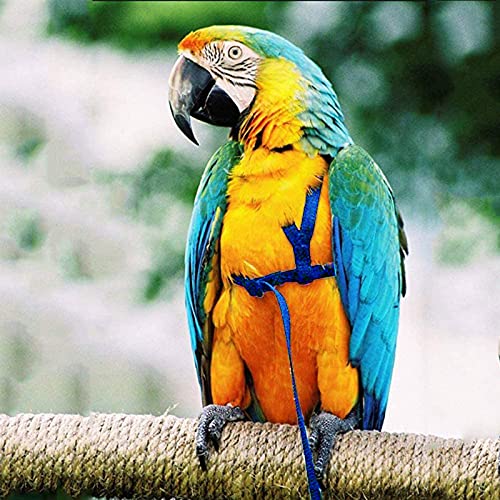 Dnoifne Parrot Harness and Leash, Adjustable Training Design Anti-Bite, Nylon Rope with Cute Wing for Parrots, Suitable for Alexandrine, Scarlet, Keck, Mini Macaw & Same Size Bird (Blue) - color: blue