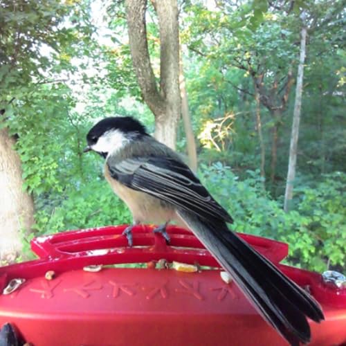 PIAOLGYI Perch for Bird Buddy Smart Bird Feeder, Accessories Compatible with Buddy Birdfeeder (Red)