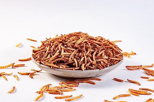 I LOVE WORMS Dried Mealworms (5lb), Wild Bird Food, High-Protein Mealworms for Bluebirds, Chickens, Ducks, Reptile, Tortoise, Amphibian, Lizard - size: 5 Pound (Pack of 1)