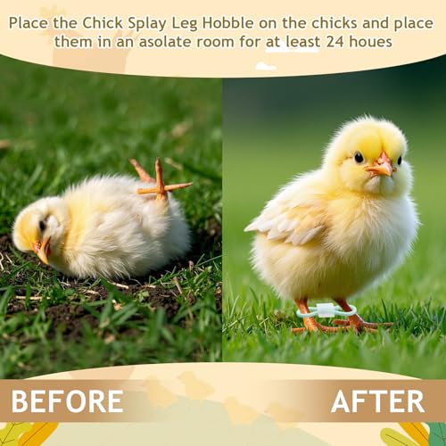 Patelai 100 Sets Baby Chick Leg Bands Splay Hobbles Brace Adjustable Poultry Leg Bands for Newborn Chick Bird Ducks of 1 to 3 Days Newly Hatched