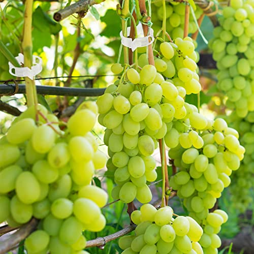 Qunclay 1500 Pcs Tomato Clips Plant Support Clips for Outdoor Plants Bulk String Trellis Grape and Tomato Vine Climbing Plants Plastic White Garden Grow Upright Makes Healthier 1" Inner Diameter