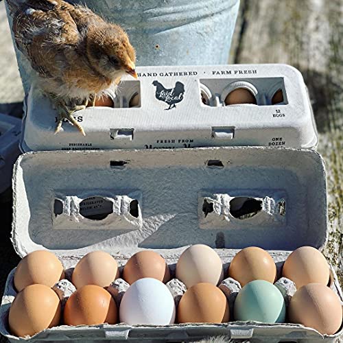 25 Egg Cartons- Adorable Printed Vintage Design for Farm Fresh Eggs, Recycled Paper Cardboard, Sturdy & Reusable, Carton Holds up to XL Chicken Eggs (25, Locally Laid Hen) - color: Locally Laid Hen, size: 25