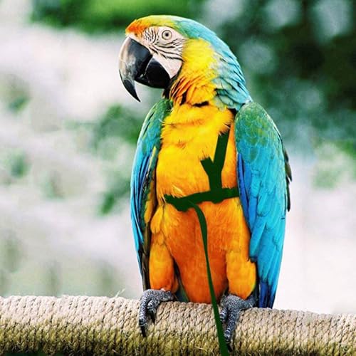 2 pcs Pet Parrot Bird Harness and Leash, Adjustable Training Design Anti-Bite, Outdoor Flying Training Rope Kit for Bird Parrots Fits Birds Chest Between35-62cm /13.78-24.41inch - L (Green - color: green, size: L