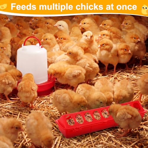 Funnymoom 12 Pack Chicken Feeder and Waterer Set Bird Small Poultry Feeder Flip Top Bird Small Poultry Feeding for Pigeon Chick Drinker Duckling Quail Feeding Dispenser (Red,8 Holes) - color: Red, style: 8 Holes