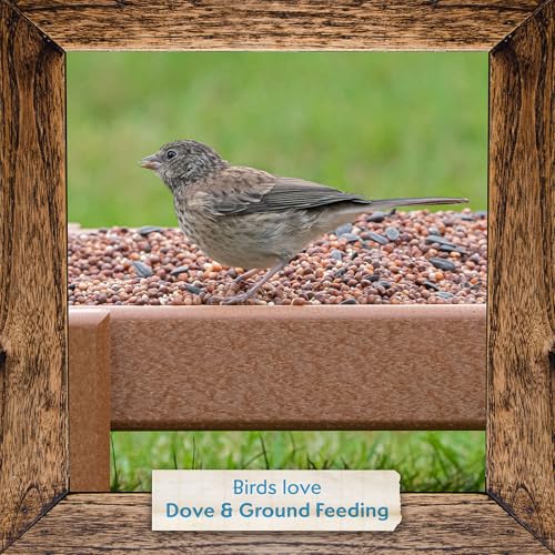 Morning Song Dove & Ground Feeding Wild Bird Seed, 12 lb | Dove, Quail & Pigeon Wild Bird Food for Outside Feeders - size: 12 Pound (Pack of 1)