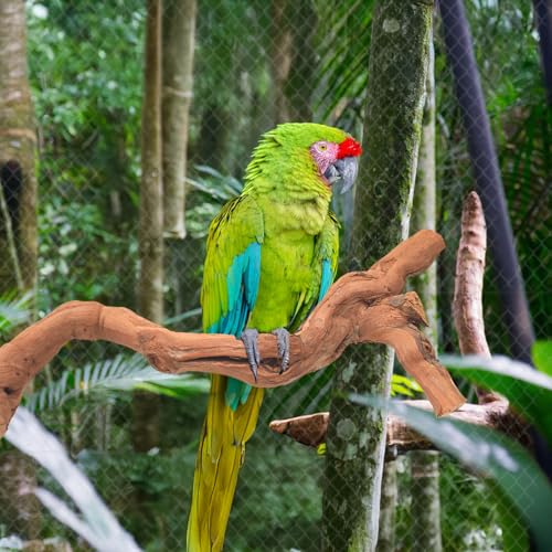 4-Piece Bird Perch Set with Rotating Ball Stand - Natural Wood Bird Gym & Playground for Parrots, Cockatiels, Budgies - size: 4Piece