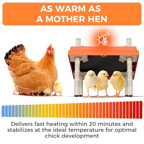 Smart Chick Brooder Heating Plate 10"x10" with Digital Temp Control (95℉-149℉), Stepless Adjustable Height & Anti-Roosting Cone, Mother Hen Chick Heater for Up to 15 Chicks - color: ORG-DSP-10