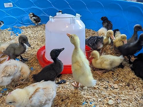 Chicken Waterer 1.5-Gallon Metal Handle Poultry Drinker | Large Capacity Poultry Waterer | for Chickens, Ducks, Baby Chicks, Chickens, Turkeys and More - size: 1.5 Gallon