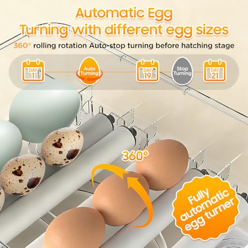 Egg Incubator - 2026 New Egg Incubator with Automatic Egg Turning and Humidity Control,Large Poultry Hatcher for Chickens Birds Ducks (288 Eggs)
