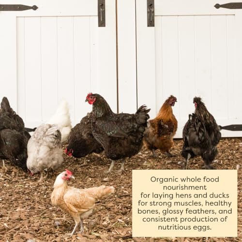 Scratch and Peck Feeds | Layer Mash for Chickens & Ducks | 25 lb Bag | 16% Protein, Corn & Soy Free, Fermentable Whole Grains, Certified Organic & Non-GMO Project Verified, Complete Nutrition - size: 25 Pound (Pack of 1), style: Layer Feed