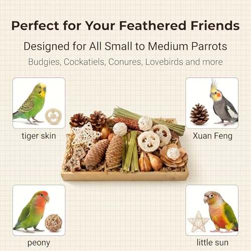 Natural Parrot Foraging Chew Box Toy for Small Medium Parakeets | Shredding molar cage accessory with pine cones, rattan balls & loofah slices; interactive toy for conures, lovebirds