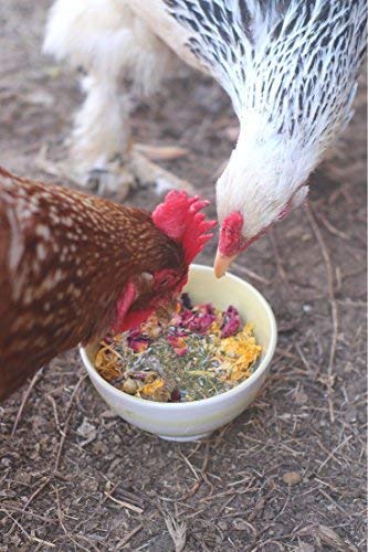 Pampered Chicken Mama Best Eggs Ever! Nesting Herbs for Chickens (10 Ounces) | Chicken Nesting Herbs - size: 10 Ounce (Pack of 1)
