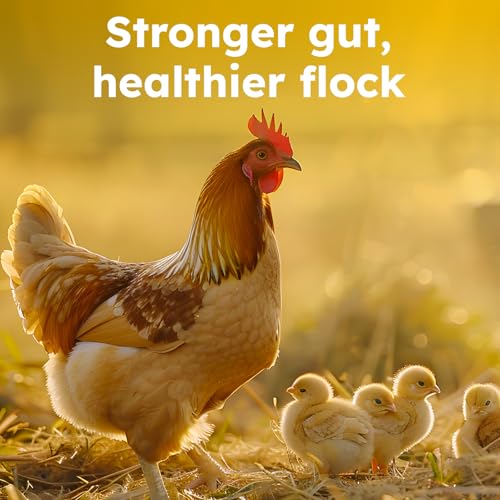Probiotics for Chickens & Poultry – Digestive & Gut Health Support with Prebiotics & Brewer's Yeast, Chicken Vitamins and Supplements (30 Scoops/Up to 300 Servings)
