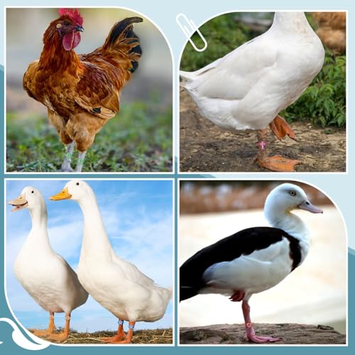 WADORN 60 Sets Chicken Leg Bands, 6 Styles Colorful Chicken Poultry Charms Adjustable Chicken Identification Bands Duck Poultry Foot Tags Plastic Cable Ties for Bird Duck Parrot Geese Turkey Pigeons