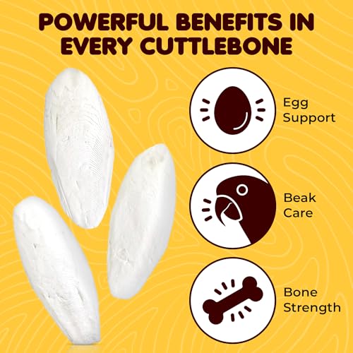 SunGrow 3 Pack Cockatiel Cuttlefish Bone, Calcium Addition to Bird Beak Care, Cage Mount Holder NOT Included, Support Shell Strength, Turtle, Shrimp, Dog, Snail, Aviary Clip, Accessory Reptile