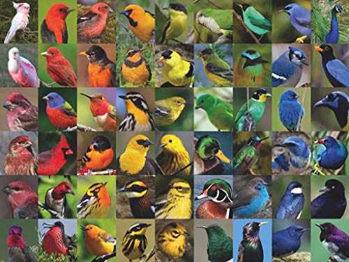 New York Puzzle Company - Cornell Lab Rainbow of Birds - 1000 Piece Jigsaw Puzzle for Adults - color: Rainbow of Birds 1000 Piece