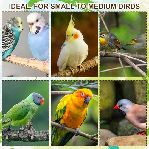 Cuttlebone for Birds, 3 Pack Natural Calcium Supplement and Beak Maintenance Toys, Bird Cage Accessories for Parakeets Small to Medium Pet Birds, Interactive Play and Nutritional Support