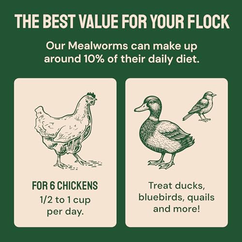 Hatortempt 10lb Dried Mealworms for Chickens & Wild Birds, Chicken Feed | High-Protein Chicken Food - Meal Worms Fed an Organic Diet - Hand Inspected Treats for Laying Hens & Ducks - 2 Yr Shelf Life - size: 10 Pound (Pack of 1)