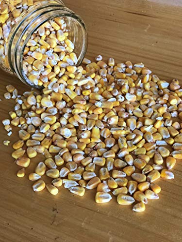 Ernst Grain & Livestock Shelled Corn, Non-GMO, 46 lb – Perfect Feed for Deer, Squirrels, Chickens, Ducks, Rabbits, Geese, and More!