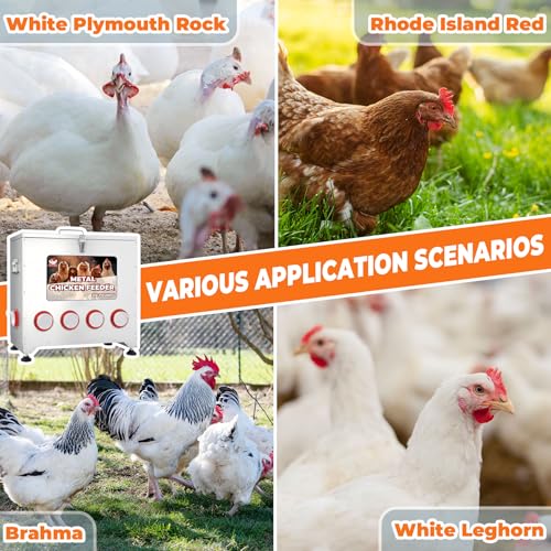 Large Chicken Feeder No Waste, 110lbs Capacity 10 Port,Metal Chicken Feeder | Rainproof Locking Lid, Adjustable Legs, Galvanized Steel, Fits Chickens Ducks Turkeys, Easy to Clean