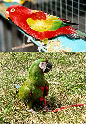 Aviator Bird Harness - color: Black, size: Small