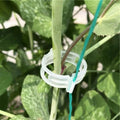 Piteno® 300Pcs Tomato Clips, Plastic Trellis Clips, Plant Support Clips, Grape Vine Tomato Vine Vegetables Plants Garden Support Clips to Grow Upright Makes Plants Healthier - color: Translucent