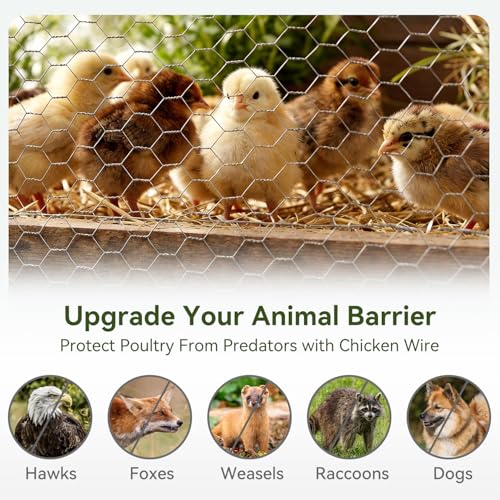Amagabeli Chicken Wire Fencing 13.7 in x 236 in(20ft) Garden Netting Poultry Wire Hexagonal Galvanized Mesh Roll Fence Barrier for Raised Bed Cattle Panels for Plant Trellis Vegetable Bird Pet Craft - size: 1" 13.7"x20'