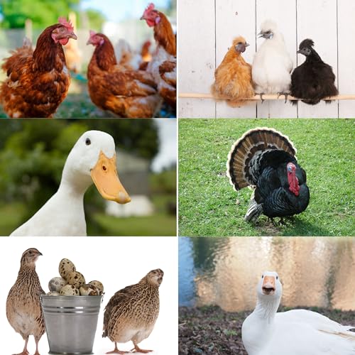 Premium Pine Bedding | Dust Free, Soft Shavings | All Natural | Chicken Coops | Animal Bedding | Small Animals | Odor Control (8 Quart) - size: 8 Quart
