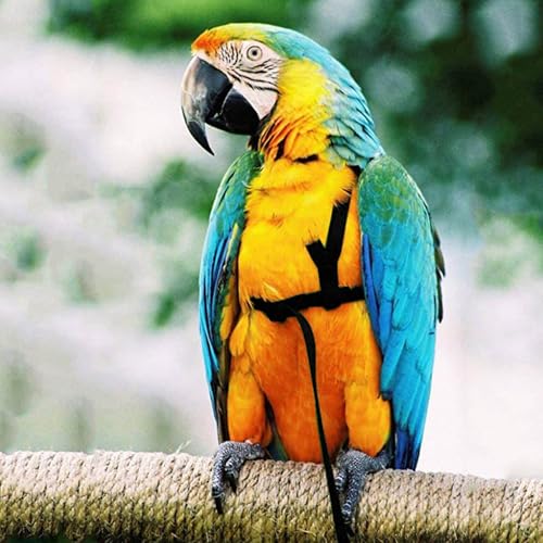 2 pcs Pet Parrot Bird Harness and Leash, Adjustable Training Design Anti-Bite, Outdoor Flying Training Rope Kit for Bird Parrots Fits Birds Chest Between35-62cm /13.78-24.41inch - L (Black) - color: black, size: L