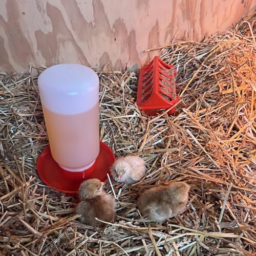 Automatic Chicks Feeder and Waterer Set, 1L, Indoor Chicken Water Bottle and Feeder for Baby Chicks, Ducks, Quail, No-drip Design