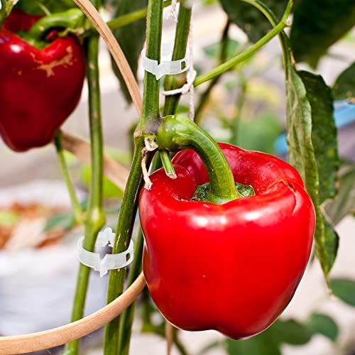 Qunclay 1500 Pcs Tomato Clips Plant Support Clips for Outdoor Plants Bulk String Trellis Grape and Tomato Vine Climbing Plants Plastic White Garden Grow Upright Makes Healthier 1" Inner Diameter