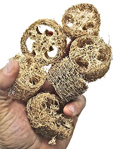 Bonka Bird Toys 3404 Pk6 Small Loofah 2" Diameter by 1.50" Thick Slices Medium Parrot Chew Foot Talon Cage Toy, Conure, Quaker, Ringneck, and Similar