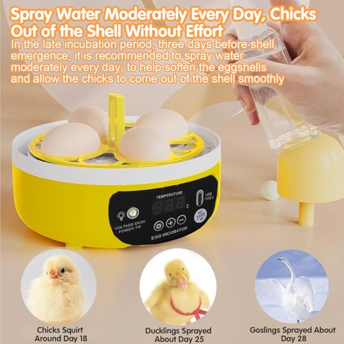 Tissting 4-Egg Mini Incubator with Transparent Lid | 7W Power & Humidity Control | Clear Viewing Window | Auto Egg Turning | for Chicken, Duck, Quail, Pigeon(Auto Turning) - color: 4 Eggs Auto Turning
