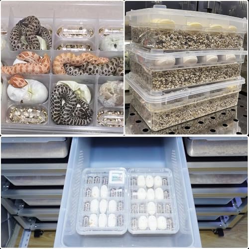 20 Grids Reptile Breeding Box, Reptile Egg Incubator Plastic Reptile Egg Incubator Tray Amphibians Hatchery Box Case for Hatching Gecko Lizards Lions Mane Without Thermometer