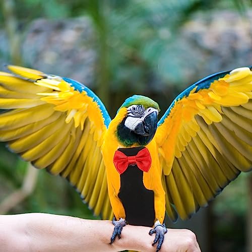 POPETPOP Flying Bird Diapers - Washable Parrot & Cockatoo Diaper Clothes
