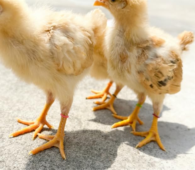 100PCS Baby Poultry Leg Bands, Soft Elastic Chicken Leg Rings for Identification, Comfort Fit for Chicks Ducklings Bantams Pigeons Parrots Canaries and Small Birds (Small (Size 3) 3/16”) - size: SMALL (Size 3)3/16”