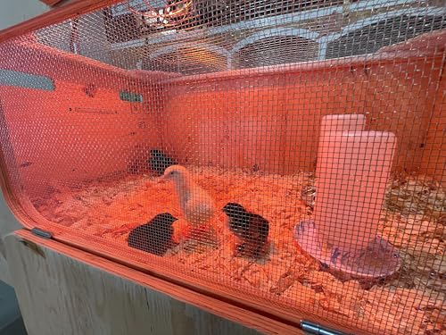 Ben's E-Z Brooder