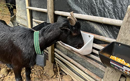 Chicken Feeder Waterer, Goat Feeder - 2 Pack, 5.5 Quart, for Goats Chickens Duck Sheeple Dogs Piglets Deers Gooses, Turkeys, Goat Supplies(Appearance Patent Product) - color: Black