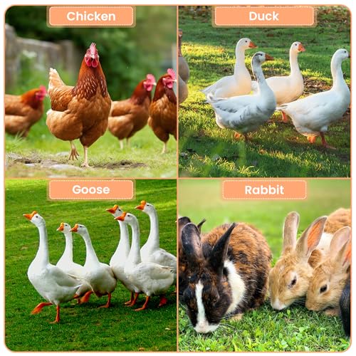 Large Walk-in Metal Chicken Coop for 10 Chickens,Heavy Duty Reinforced Wire Mesh Run with All-Weather Waterproof & Anti-UV Cover,Secure Lock - Outdoor Poultry Pen for Chickens,Ducks (Dome Roof) - size: Small Dome Roof Bottom Reinforcement S